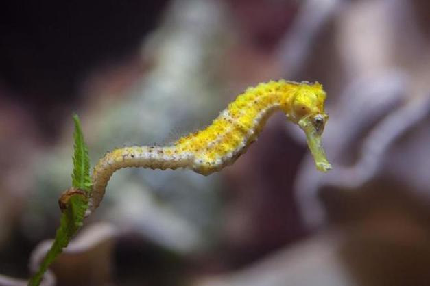 給我一張海龍和海馬的區別圖片 給我一張海龍和海馬的區別圖片 龍魚百科 第19張
