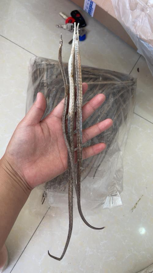 給我一張海龍和海馬的區別圖片 給我一張海龍和海馬的區別圖片 龍魚百科 第18張
