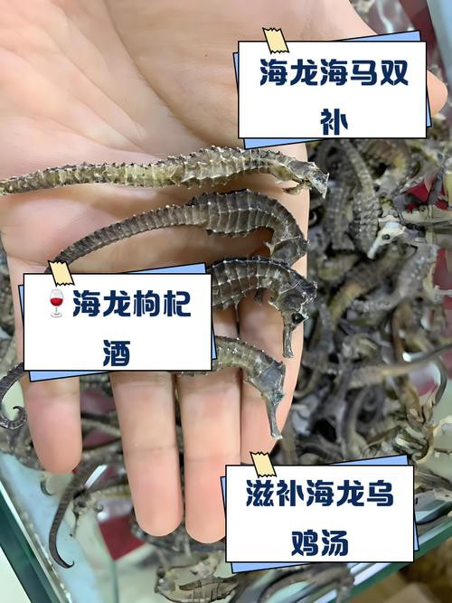 給我一張海龍和海馬的區別圖片 給我一張海龍和海馬的區別圖片 龍魚百科 第20張