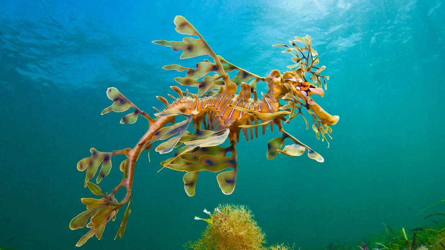 給我一張海龍和海馬的區別圖片 給我一張海龍和海馬的區別圖片 龍魚百科 第36張