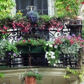 過背金龍頭型優缺點 過背金龍頭型優缺點 龍魚百科 第4張