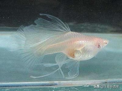 白子龍魚（白子龍魚價格一般在200-5000元人民幣之間）