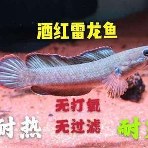 奶茶雷龍可以混養什么魚吃：可以與奶茶雷龍混養的魚類