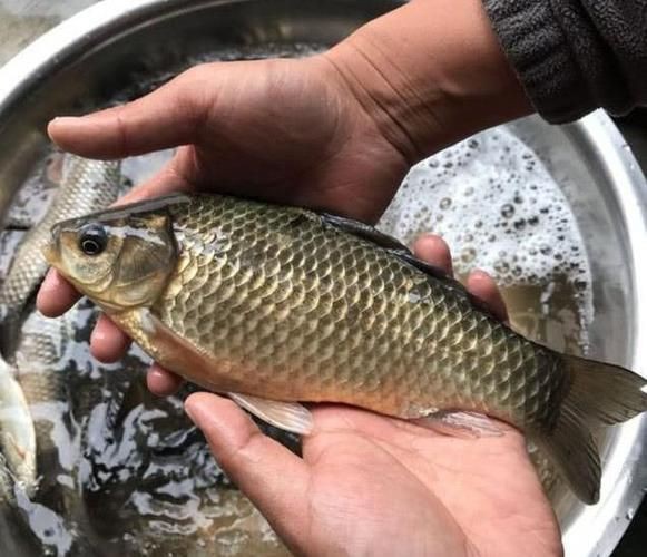 蘆花鯽魚圖片 龍魚百科 第16張 蘆花鯽魚圖片 蘆花鯽魚圖片 龍魚百科 第16張