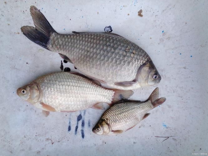 蘆花鯽魚圖片 龍魚百科 第21張 蘆花鯽魚圖片 蘆花鯽魚圖片 龍魚百科 第21張