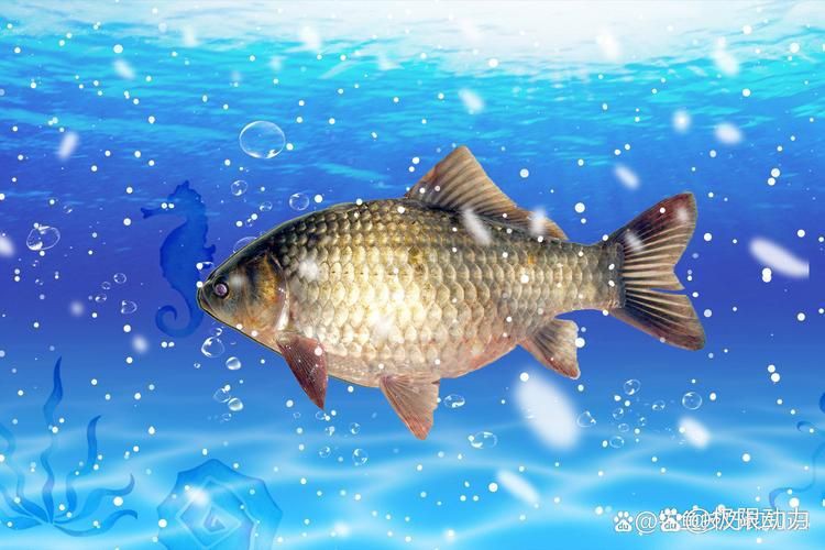 蘆花鯽魚圖片 龍魚百科 第9張 蘆花鯽魚圖片 蘆花鯽魚圖片 龍魚百科 第9張