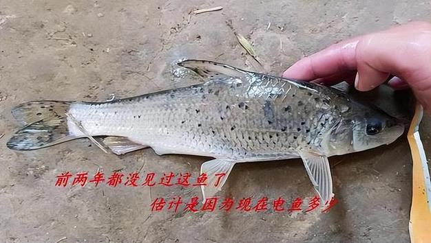 蘆花鯽魚圖片 龍魚百科 第6張 蘆花鯽魚圖片 蘆花鯽魚圖片 龍魚百科 第6張
