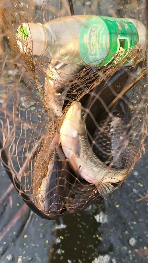 蘆花鯽魚圖片 龍魚百科 第3張 蘆花鯽魚圖片 蘆花鯽魚圖片 龍魚百科 第3張