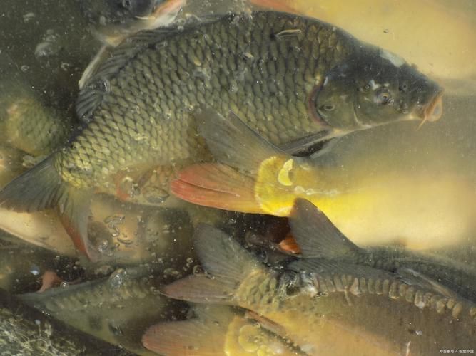 蘆花鯽魚圖片 龍魚百科 第12張 蘆花鯽魚圖片 蘆花鯽魚圖片 龍魚百科 第12張