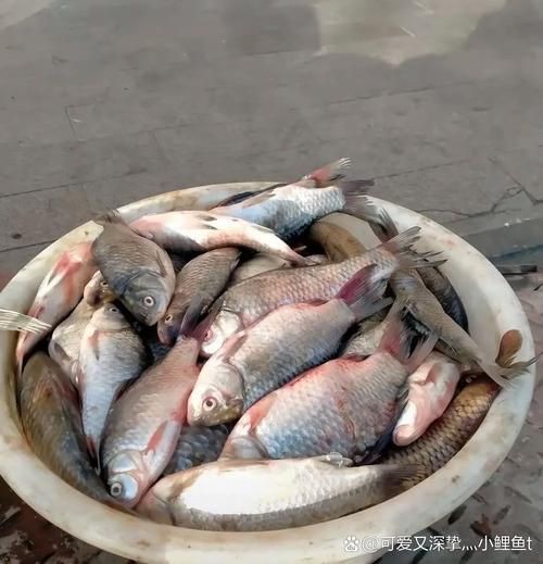 蘆花鯽魚圖片 龍魚百科 第19張 蘆花鯽魚圖片 蘆花鯽魚圖片 龍魚百科 第19張