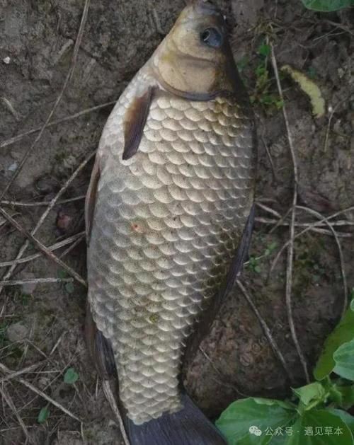 蘆花鯽魚圖片 龍魚百科 第18張 蘆花鯽魚圖片 蘆花鯽魚圖片 龍魚百科 第18張