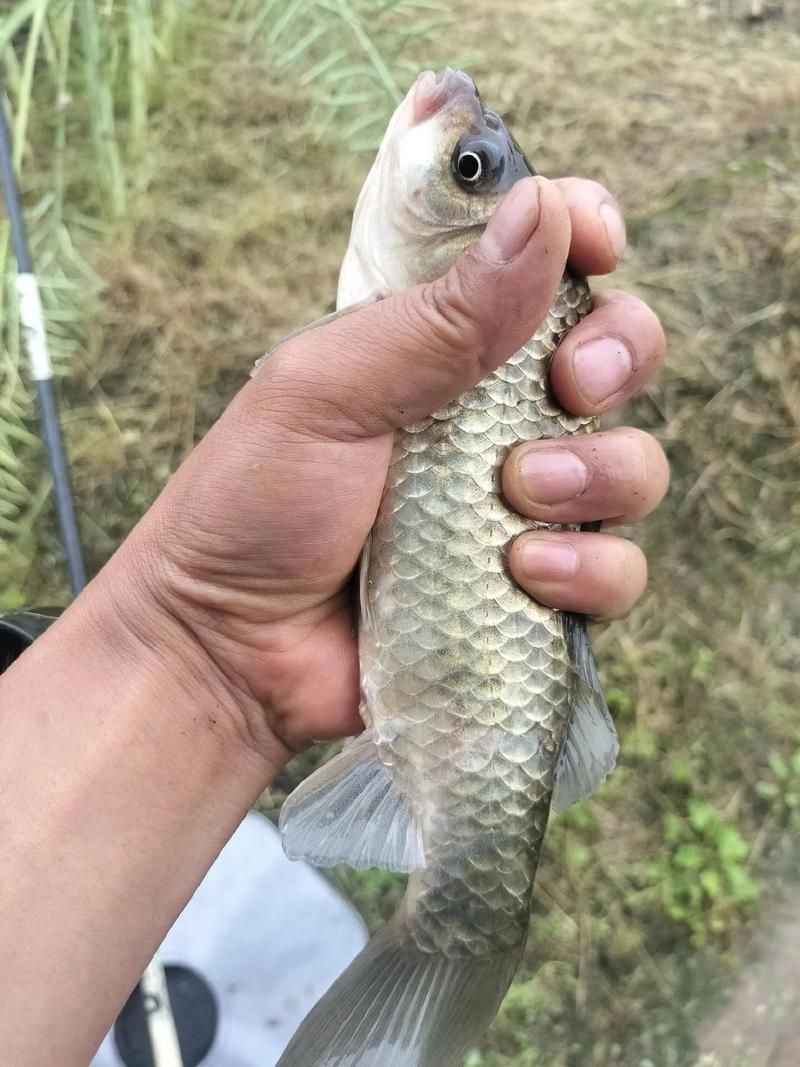 蘆花鯽魚圖片 龍魚百科 第8張 蘆花鯽魚圖片 蘆花鯽魚圖片 龍魚百科 第8張