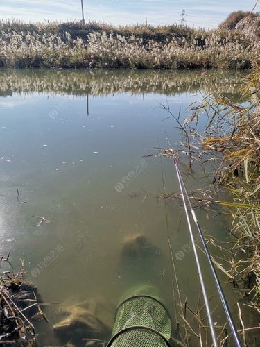 蘆花鯽魚圖片 龍魚百科 第14張 蘆花鯽魚圖片 蘆花鯽魚圖片 龍魚百科 第14張