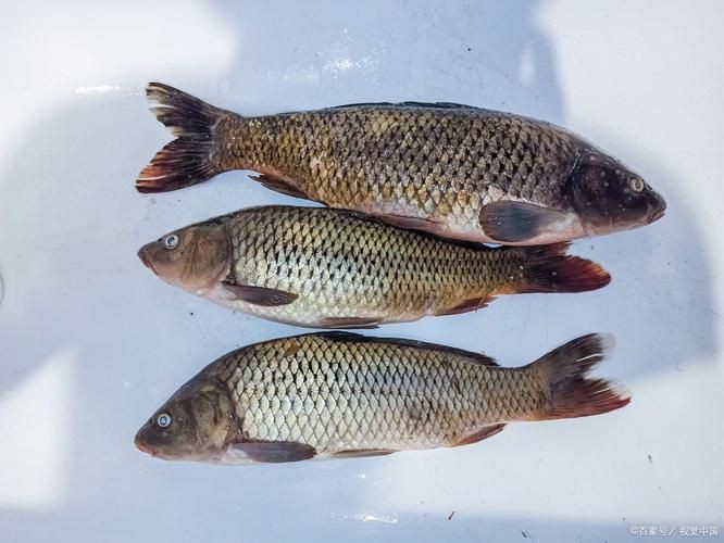 蘆花鯽魚圖片 龍魚百科 第4張 蘆花鯽魚圖片 蘆花鯽魚圖片 龍魚百科 第4張