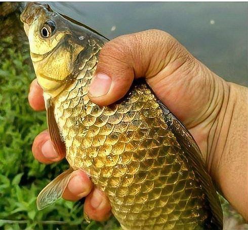 蘆花鯽魚圖片 龍魚百科 第25張 蘆花鯽魚圖片 蘆花鯽魚圖片 龍魚百科 第25張