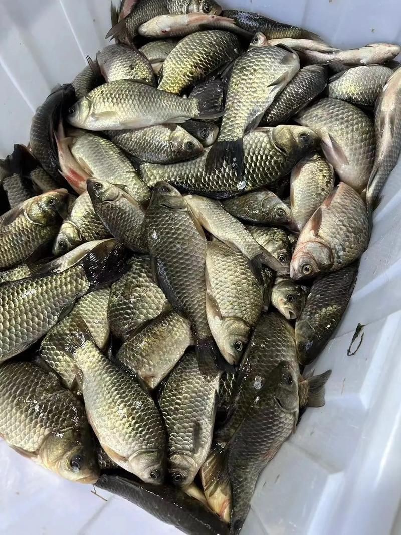 蘆花鯽魚圖片 龍魚百科 第11張 蘆花鯽魚圖片 蘆花鯽魚圖片 龍魚百科 第11張