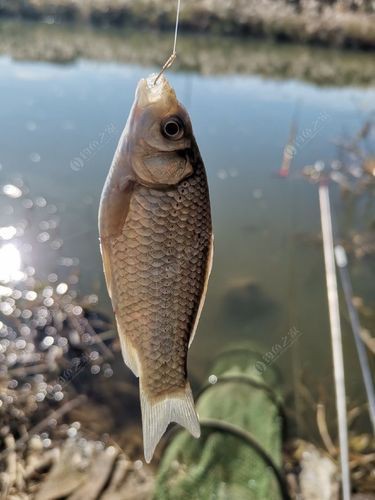 蘆花鯽魚圖片 龍魚百科 第1張 蘆花鯽魚圖片 蘆花鯽魚圖片 龍魚百科 第1張