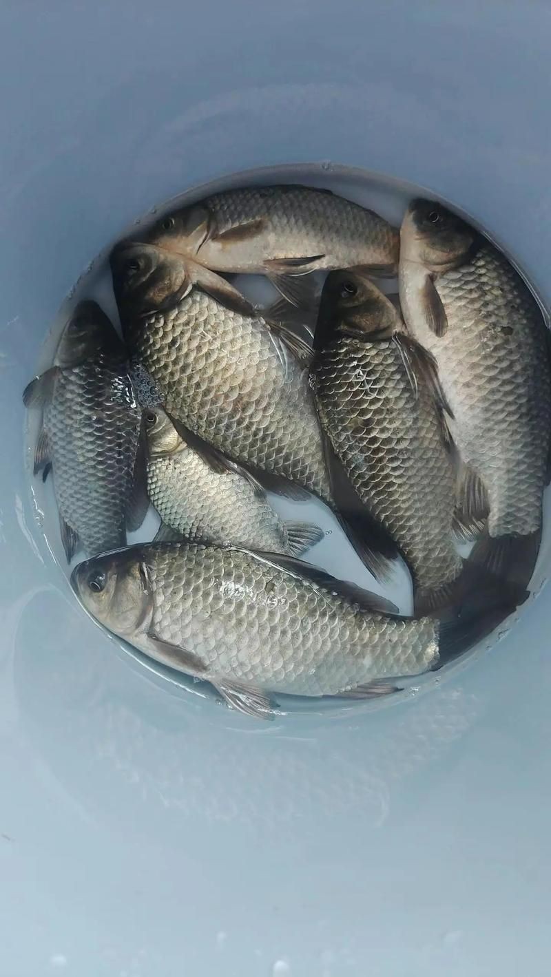 蘆花鯽魚圖片 龍魚百科 第13張 蘆花鯽魚圖片 蘆花鯽魚圖片 龍魚百科 第13張