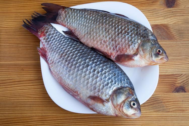 蘆花鯽魚圖片 龍魚百科 第17張 蘆花鯽魚圖片 蘆花鯽魚圖片 龍魚百科 第17張