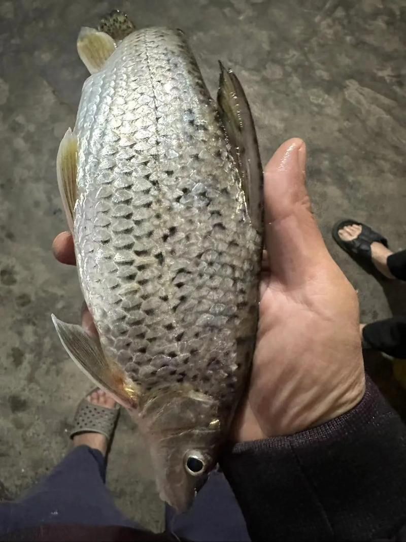 蘆花鯽魚圖片 龍魚百科 第2張 蘆花鯽魚圖片 蘆花鯽魚圖片 龍魚百科 第2張