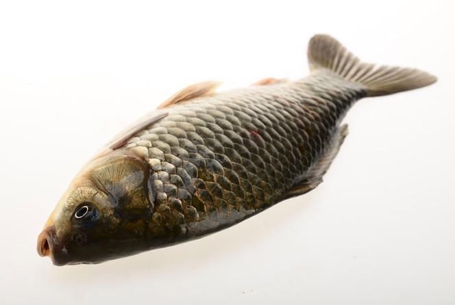 蘆花鯽魚圖片 龍魚百科 第10張 蘆花鯽魚圖片 蘆花鯽魚圖片 龍魚百科 第10張