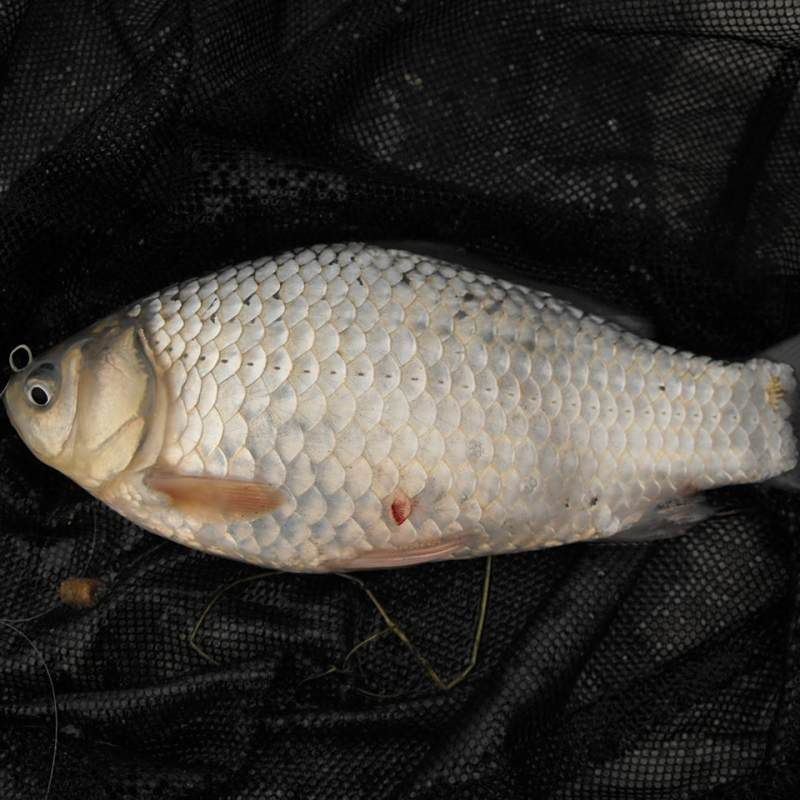 蘆花鯽魚圖片 龍魚百科 第23張 蘆花鯽魚圖片 蘆花鯽魚圖片 龍魚百科 第23張