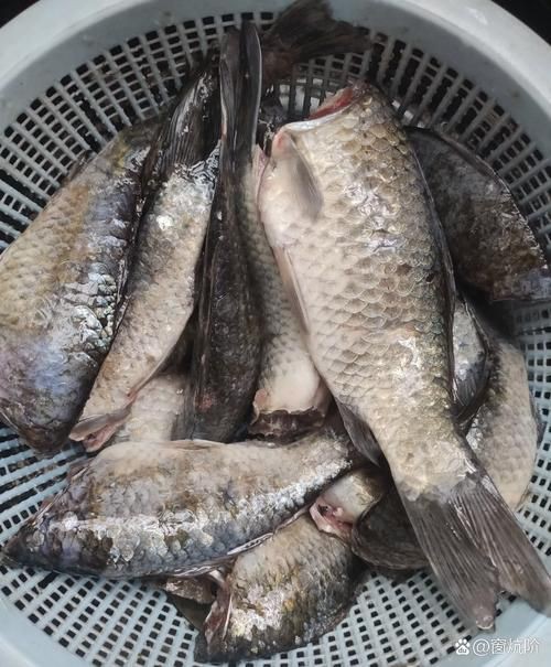 蘆花鯽魚圖片 龍魚百科 第7張 蘆花鯽魚圖片 蘆花鯽魚圖片 龍魚百科 第7張