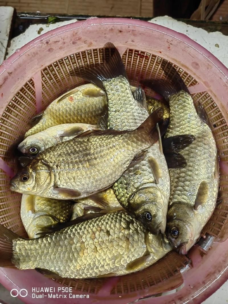 蘆花鯽魚圖片 龍魚百科 第22張 蘆花鯽魚圖片 蘆花鯽魚圖片 龍魚百科 第22張