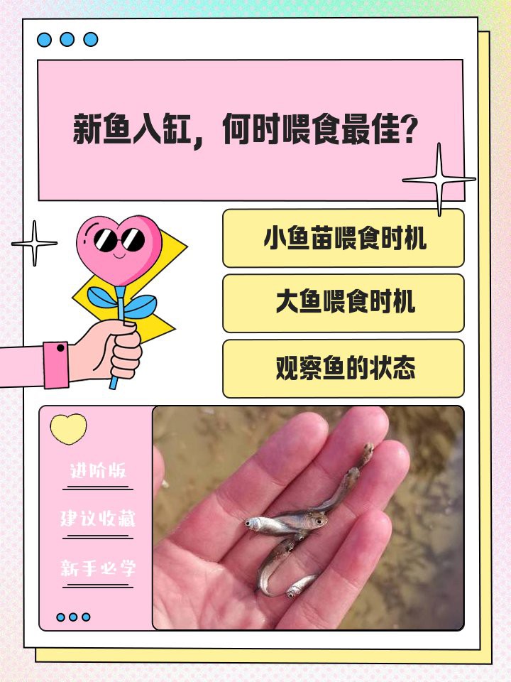 金龍魚苗多大可以開始吃飼料？