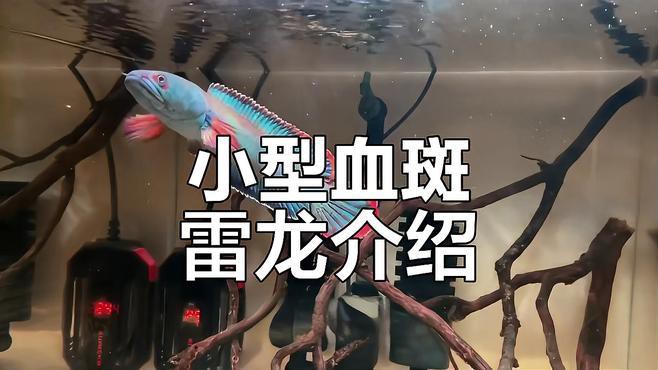 血一雷龍魚好養嗎