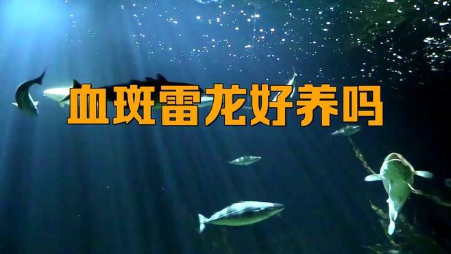 血一雷龍魚好養嗎
