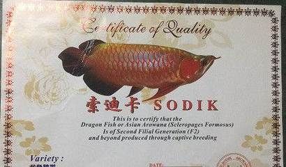 印尼索迪卡紅龍魚（印尼索迪卡紅龍魚怎么養？）