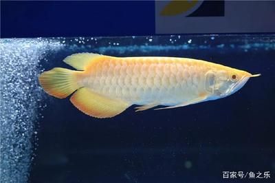 龍魚古典好還是紅龍好 龍魚古典好還是紅龍好 龍魚百科 第3張