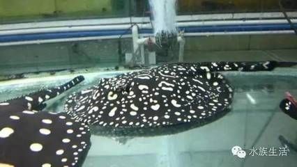 龍魚低頭游怎么回事：龍魚低頭游可能有多種原因，