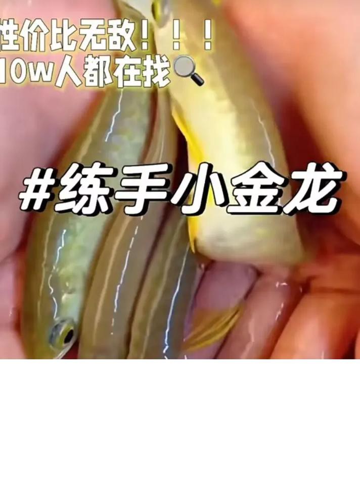 金龍魚從小到大發色過程