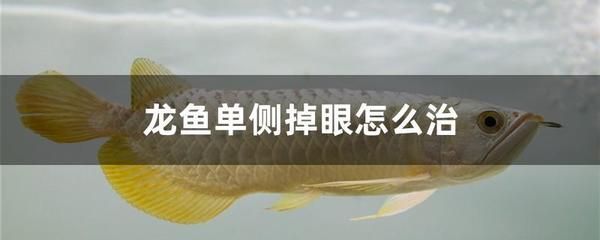 龍魚用什么消炎藥好