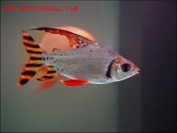 飛鳳魚和龍魚混養(yǎng)好不好：飛鳳魚與龍魚混養(yǎng)好不好 飛鳳魚和龍魚混養(yǎng)好不好：飛鳳魚與龍魚混養(yǎng)好不好 龍魚百科 第2張