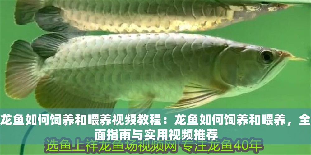 龍魚如何飼養和喂養視頻教程：龍魚如何飼養和喂養，全面指南與實用視頻推薦