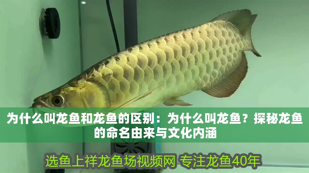 為什么叫龍魚和龍魚的區(qū)別:為什么叫龍魚?探秘龍魚的命名由來與文化內(nèi)涵 龍魚百科 第1張 為什么叫龍魚和龍魚的區(qū)別:為什么叫龍魚?探秘龍魚的命名由來與文化內(nèi)涵 為什么叫龍魚和龍魚的區(qū)別:為什么叫龍魚?探秘龍魚的命名由來與文化內(nèi)涵 龍魚百科 第1張