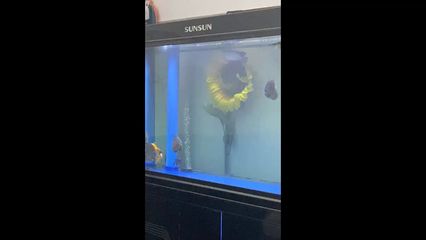 龍魚頻繁擺頭蹭缸：龍魚頻繁擺頭蹭缸怎么辦