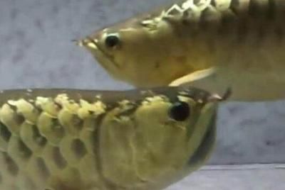 過背金龍魚成長過程描寫 過背金龍魚成長過程描寫 龍魚百科 第2張