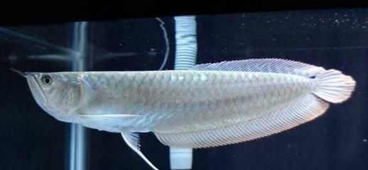 龍魚身上白色絲狀：龍魚身上出現白色絲狀物是怎么回事