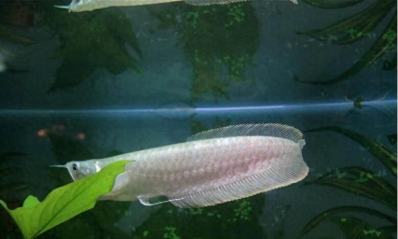 龍魚身上白色絲狀：龍魚身上出現白色絲狀物是怎么回事