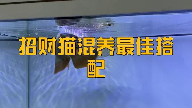 招財貓魚和龍魚的最佳混養(yǎng)比例是多少？