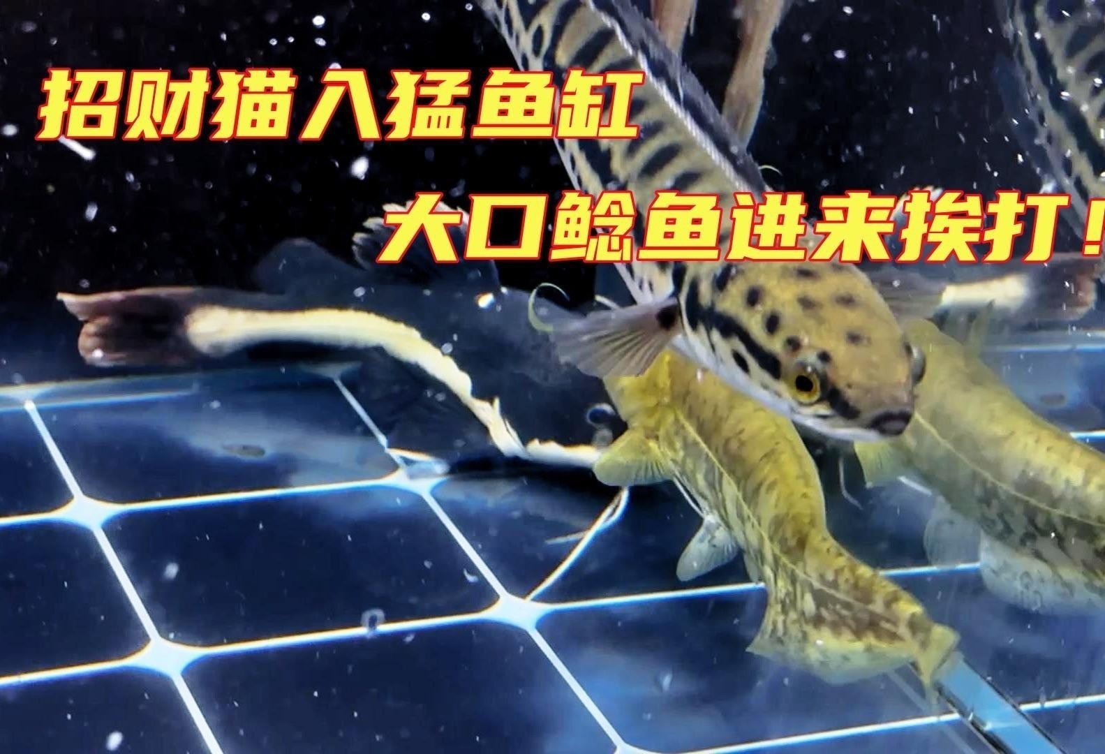 招財貓魚和龍魚的最佳混養(yǎng)比例是多少？