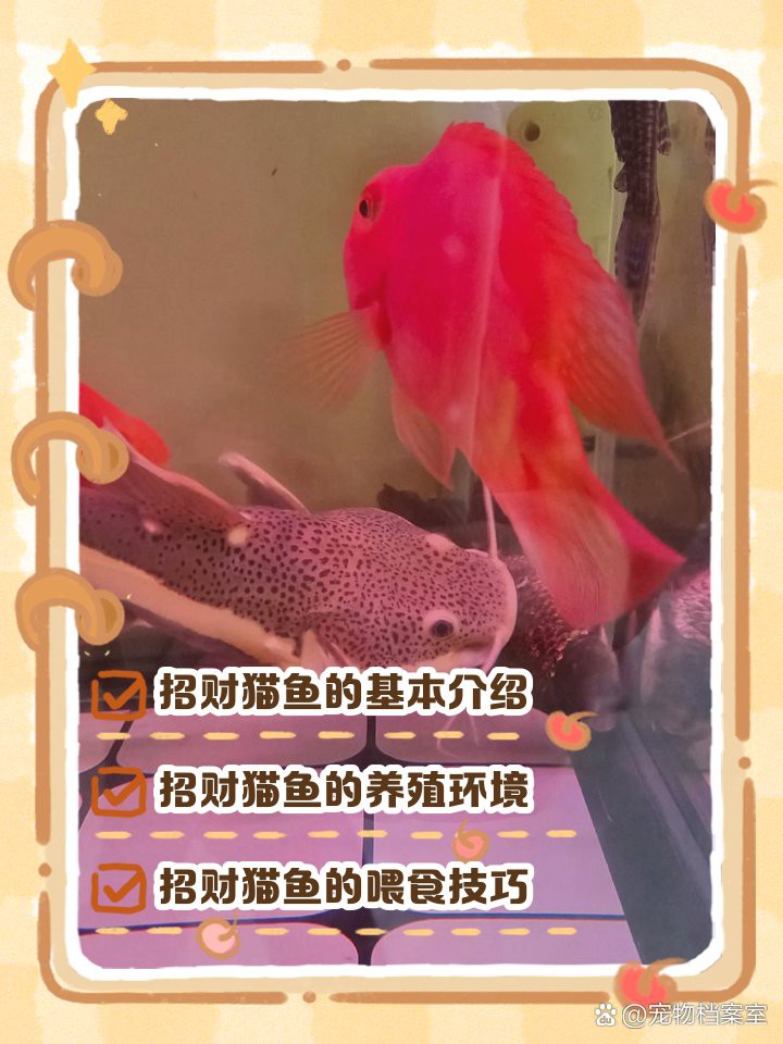 招財貓魚和龍魚的最佳混養(yǎng)比例是多少？