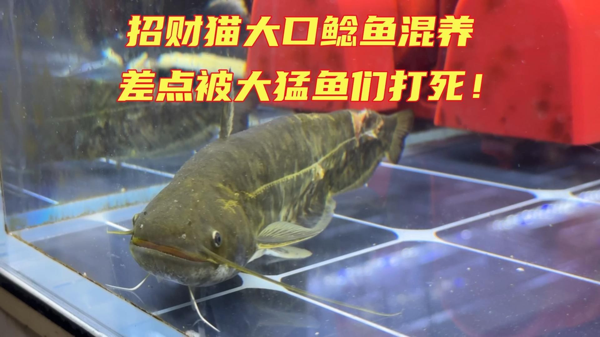 招財貓魚和龍魚的最佳混養(yǎng)比例是多少？