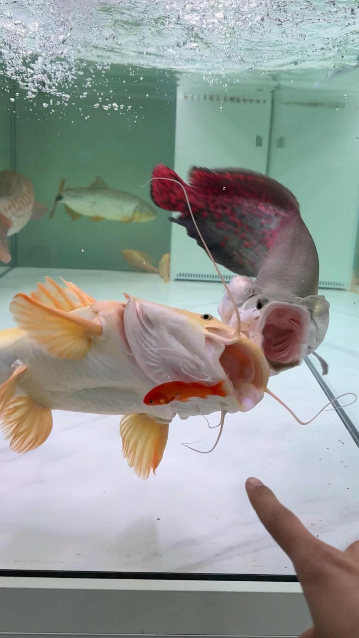 招財貓魚和龍魚的最佳混養(yǎng)比例是多少？