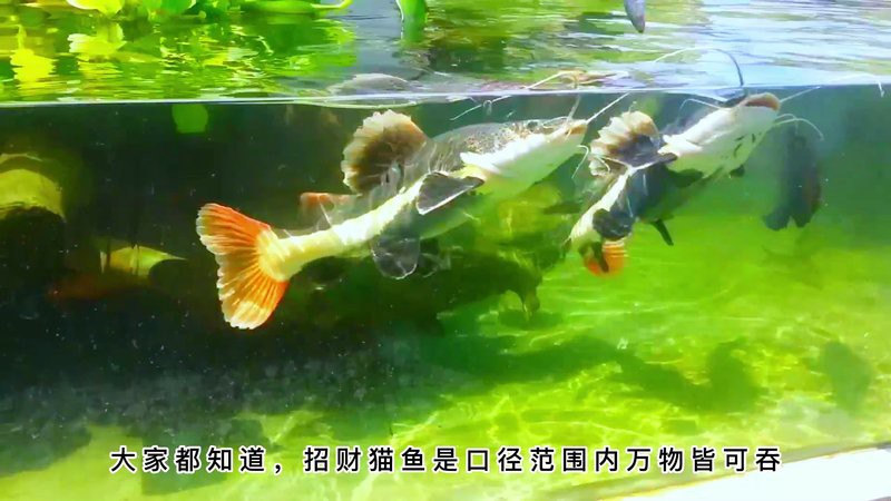 招財貓魚和龍魚的最佳混養(yǎng)比例是多少？