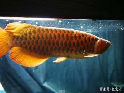 紅龍魚發色的過程（紅龍魚發色過程及影響發色過程及影響因素紅龍魚的發色過程） 紅龍魚發色的過程（紅龍魚發色過程及影響發色過程及影響因素紅龍魚的發色過程） 龍魚百科 第7張